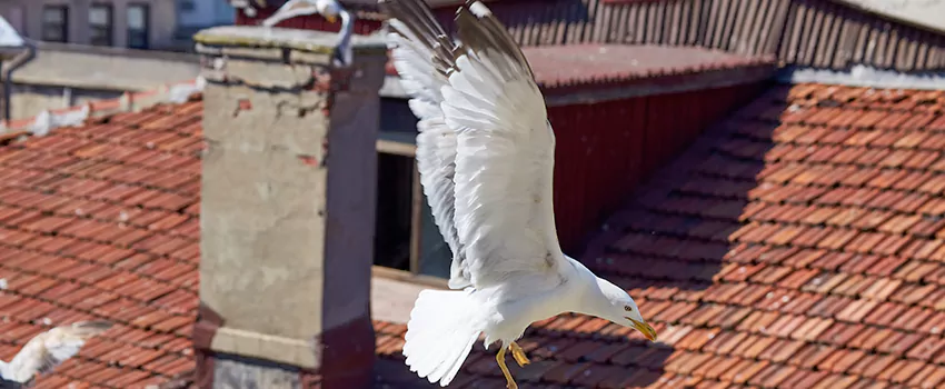 Residential Chimney Animal Removal Solution in Aberdeen, WA