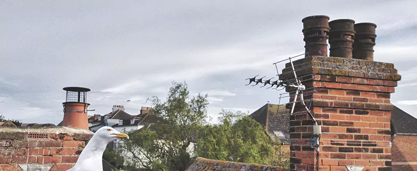 Chimney Cleaning And Restoration in Aberdeen, Washington